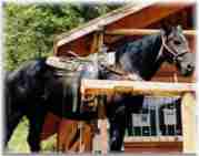 horses henri