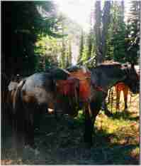 horses glacier
