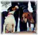 hunting dogs