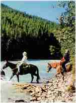 horses at toby glacier